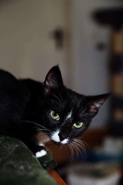 Verspielter TIBERIUS sucht sein Zuhause!