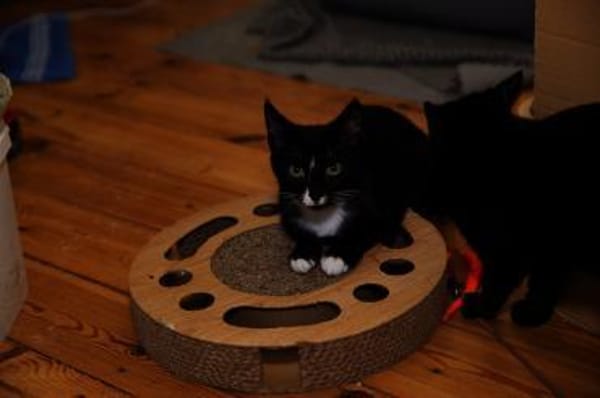 Verspielter TIBERIUS sucht sein Zuhause!