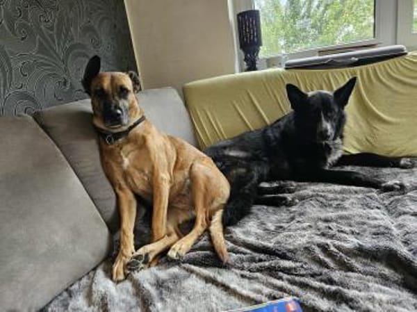 Kelly sucht ihre Menschen