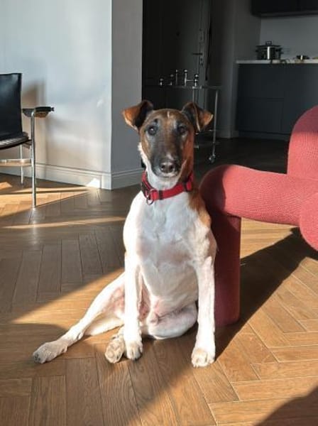 Treuer liebevoller Sixten
