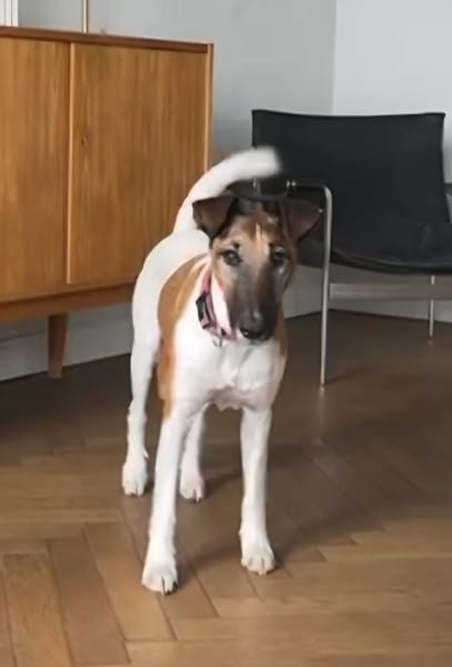 Treuer liebevoller Sixten