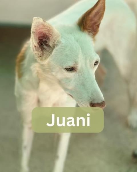JUANI, w., kastr., Podenco, ca. 44 cm