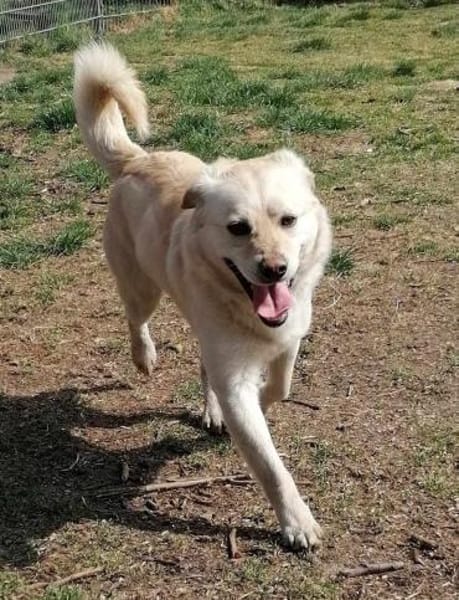 Kleiner Labbi-Mix Sherlock sucht Couch!