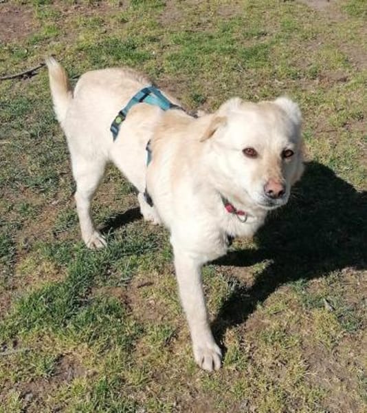 Kleiner Labbi-Mix Sherlock sucht Couch!