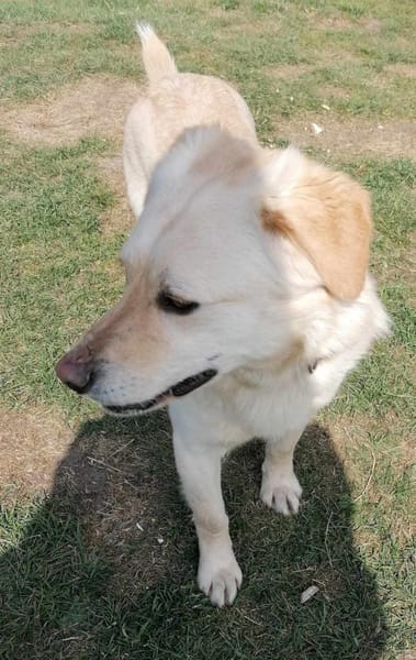 Kleiner Labbi-Mix Sherlock sucht Couch!