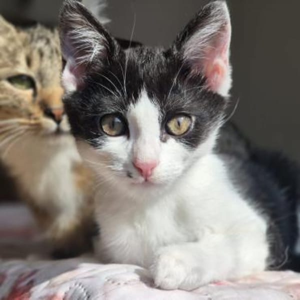 FENJA sucht ein Zuhause