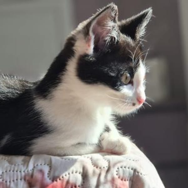 FENJA sucht ein Zuhause