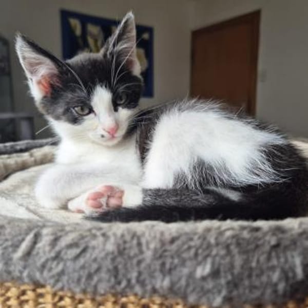 FENJA sucht ein Zuhause