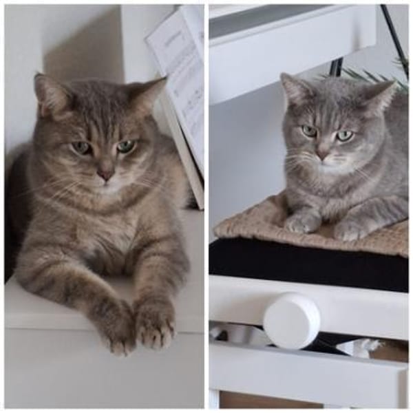 SIMBA + MOMO, m., kastr.,