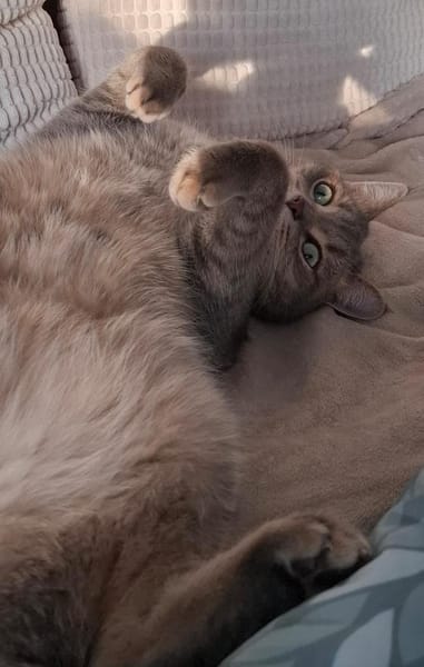 SIMBA + MOMO, m., kastr.,