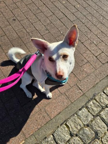 Daisy sucht ihre Menschen