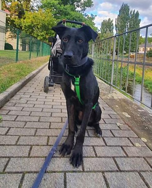 Zeno sucht seine Zuhause