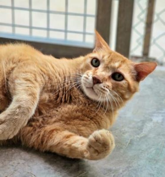 Liebenswerter, älterer Kater Taylor
