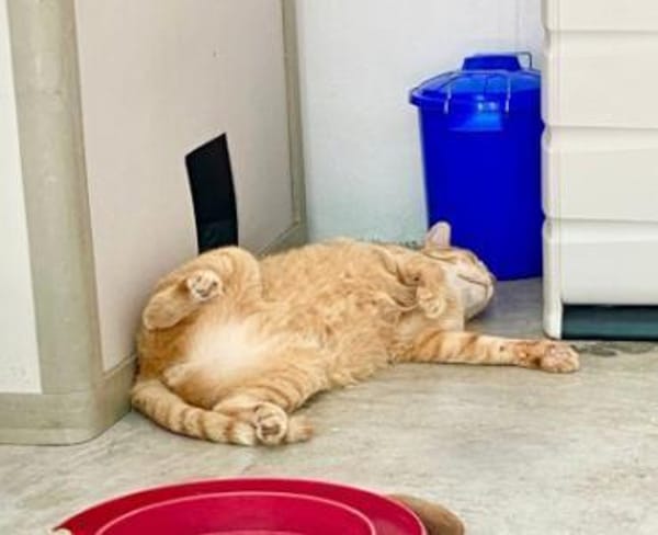 Liebenswerter, älterer Kater Taylor