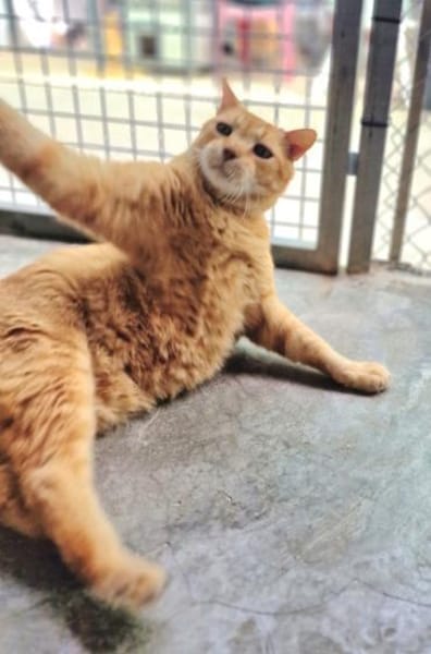 Liebenswerter, älterer Kater Taylor