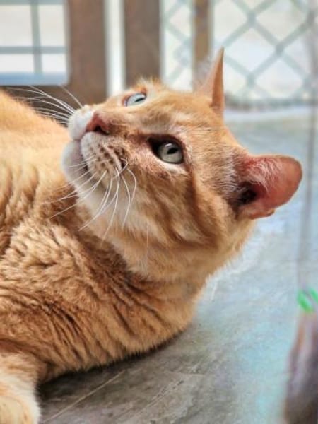 Liebenswerter, älterer Kater Taylor