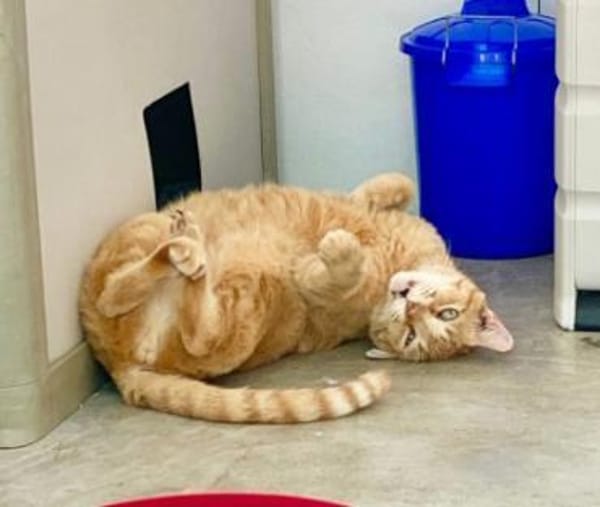 Liebenswerter, älterer Kater Taylor