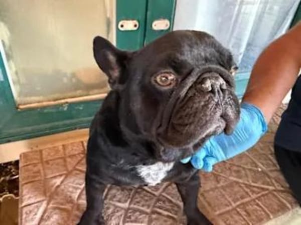 Stick - eine misshandelte Bulldogge