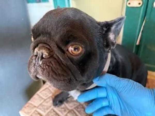 Stick - eine misshandelte Bulldogge