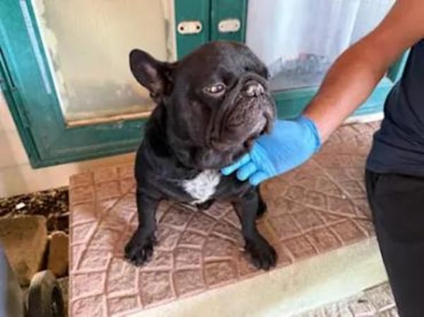 Stick - eine misshandelte Bulldogge