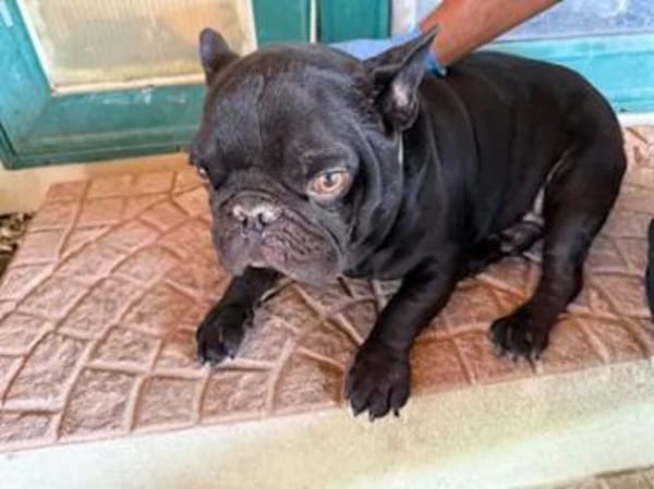 Stick - eine misshandelte Bulldogge
