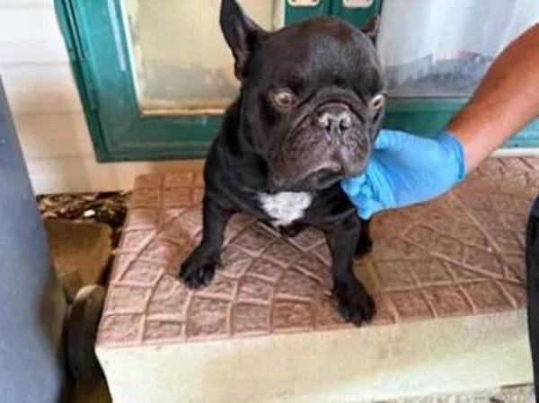 Stick - eine misshandelte Bulldogge