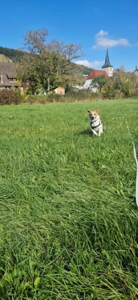 Tajo - kl. Mann mit großem Herzen