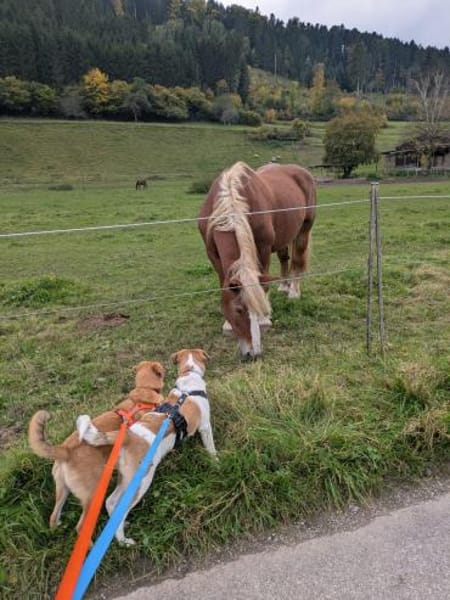 Tajo - kl. Mann mit großem Herzen