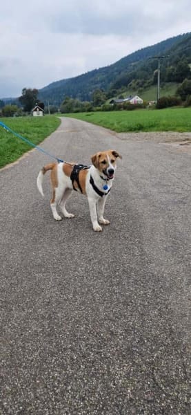 Tajo - kl. Mann mit großem Herzen