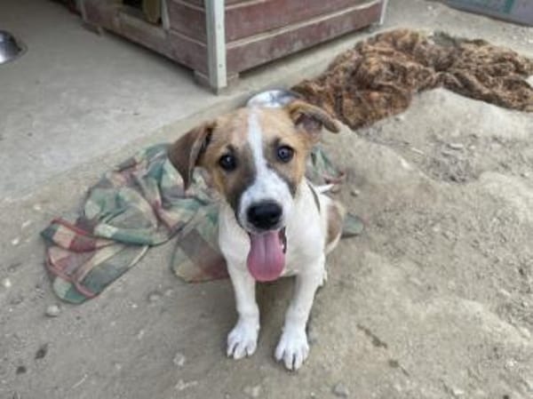 Tajo - kl. Mann mit großem Herzen