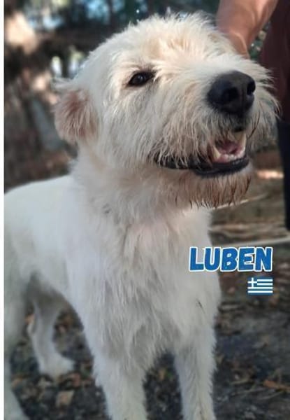 Luben - Wuschelkopf mit Herz