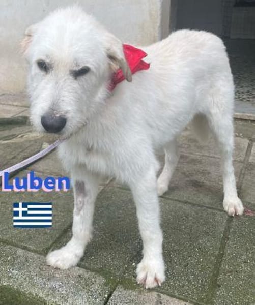 Luben - Wuschelkopf mit Herz