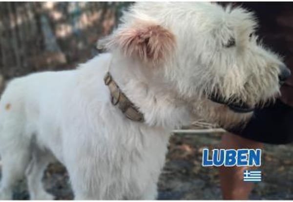 Luben - Wuschelkopf mit Herz
