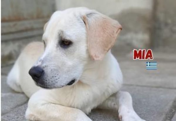 Mia - verschmust und kuschelbedürftig