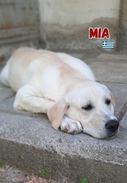 Mia - verschmust und kuschelbedürftig
