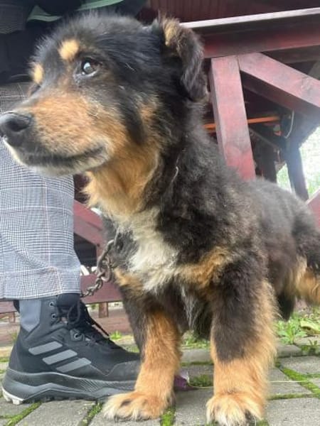 PAW liebenserter kleiner Seniorrüde