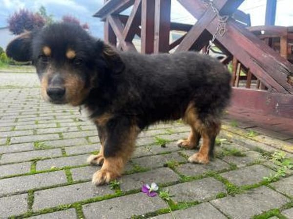 PAW liebenserter kleiner Seniorrüde