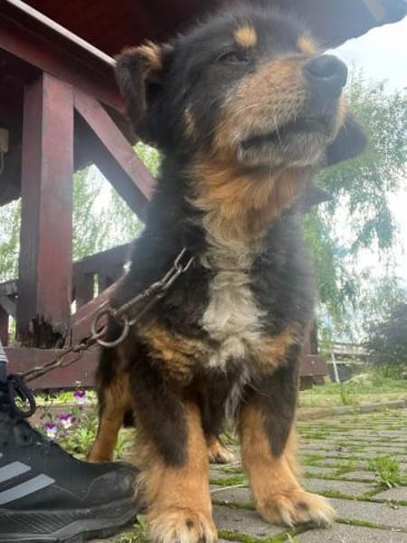 PAW liebenserter kleiner Seniorrüde