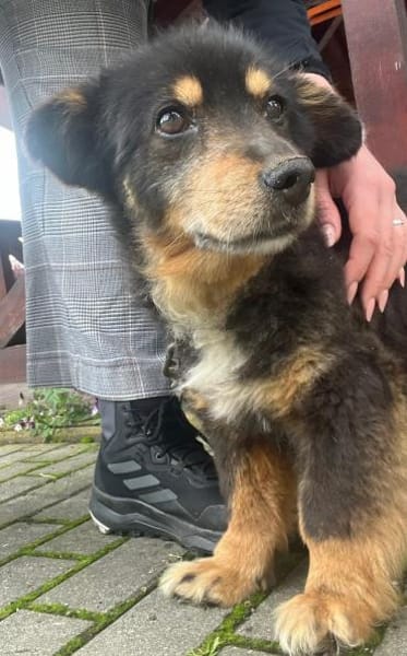 PAW liebenserter kleiner Seniorrüde
