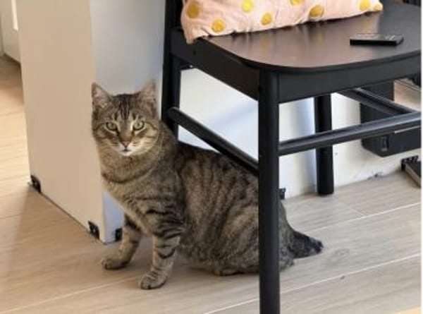 Angel (FIV+) - schöner, lieber Tiger