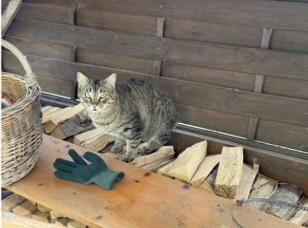Angel (FIV+) - schöner, lieber Tiger