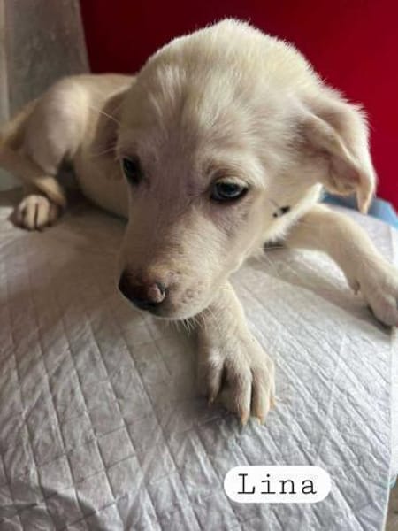 Kleine Lina ❤🐾 sucht liebevolle Hundee