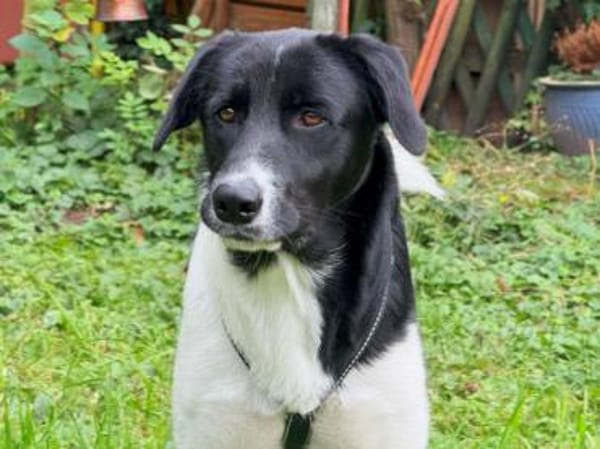 Liebenswerte Jada sucht Zuhause