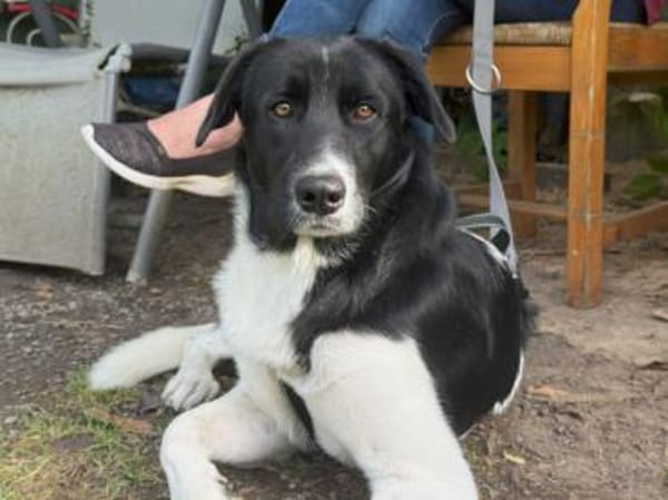 Liebenswerte Jada sucht Zuhause