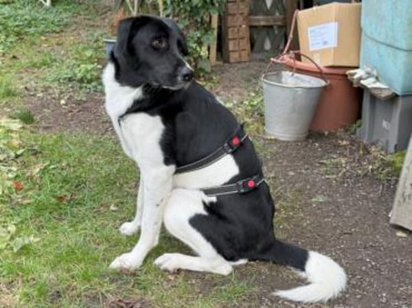 Liebenswerte Jada sucht Zuhause