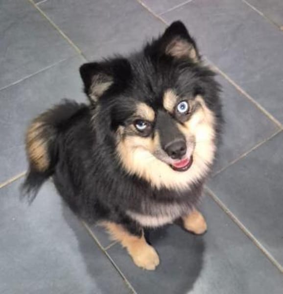 Karkusa in 21787 Oberndorf°