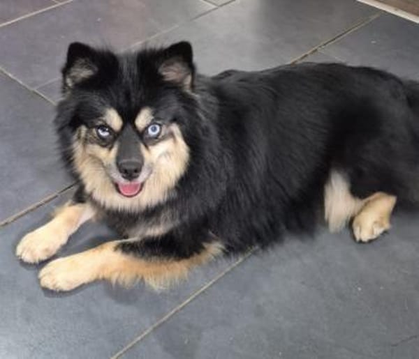 Karkusa in 21787 Oberndorf°