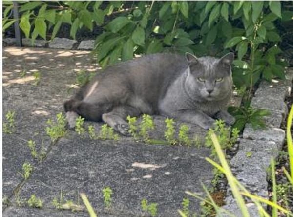 Sultan (FIV+) - liebenswert & freundlich