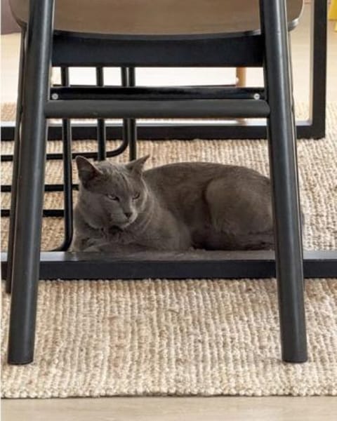 Sultan (FIV+) - liebenswert & freundlich