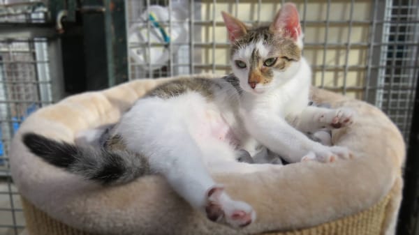 KITARA